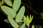 Myrtleleaf St. Johnswort